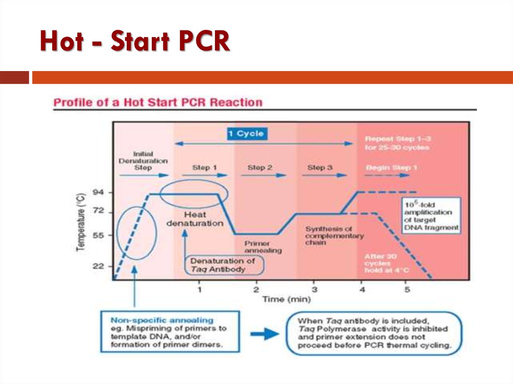 Начало хот. ПЦР С горячим стартом hot-start PCR. ПЦР С использованием горячего старта (hot start PCR). ПЦР С использованием горячего старта. Схема горячий старт.